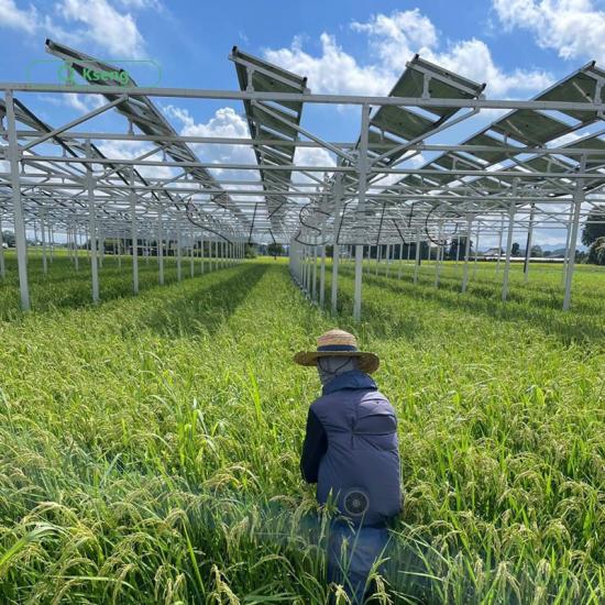 Solar Farm Mounting Structure Designed for Stable PV Module Support