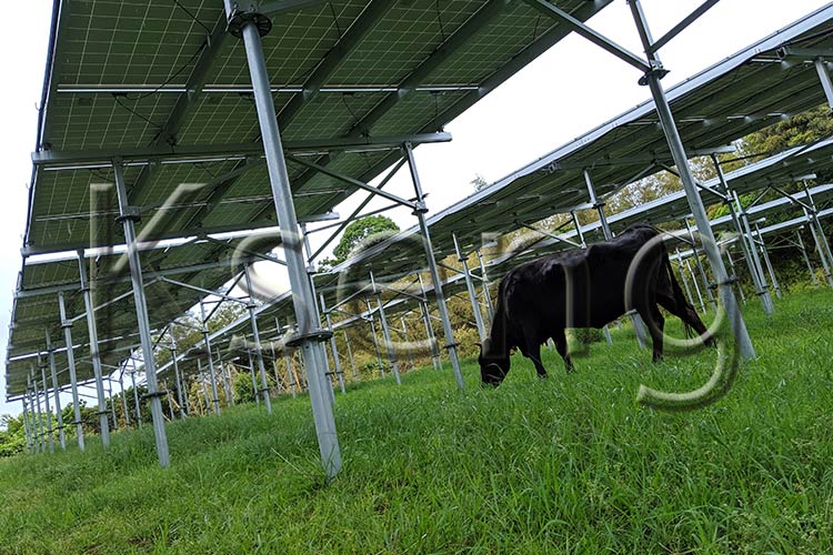¿Puede la agricultura solar mejorar la industria agrícola moderna?
